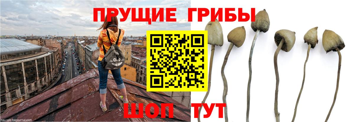Галлюциногенные грибы Cubensis  Вход с VPN  Красный Сулин  Галлюциногенные грибы мухоморы 